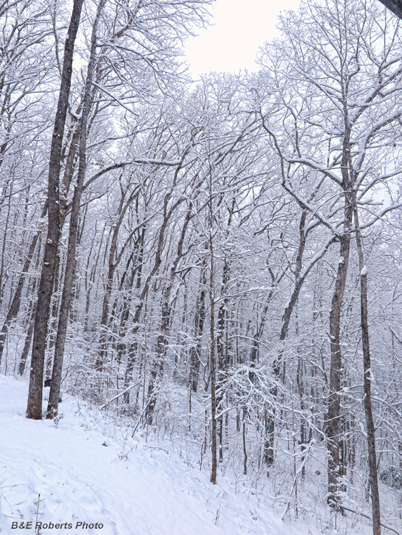 Snowy_Branches