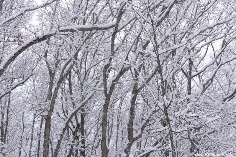 Snowy_Branches
