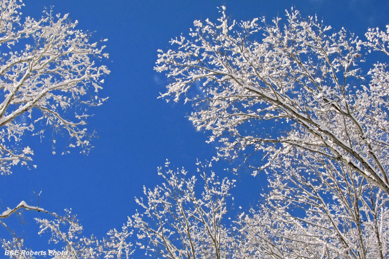 Snow_branch_sky