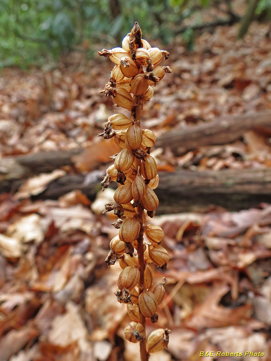 Rattlesnake_Orchid_seed_pods