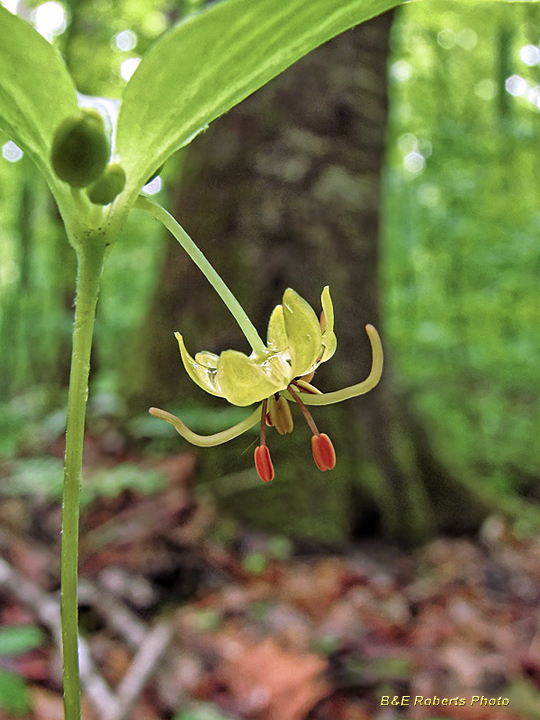 Indian_Cucumber_Root