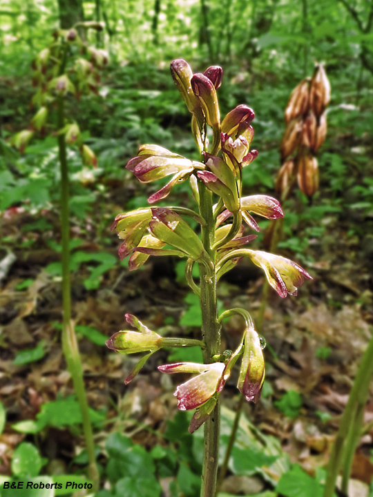 PuttyRoot_Orchid