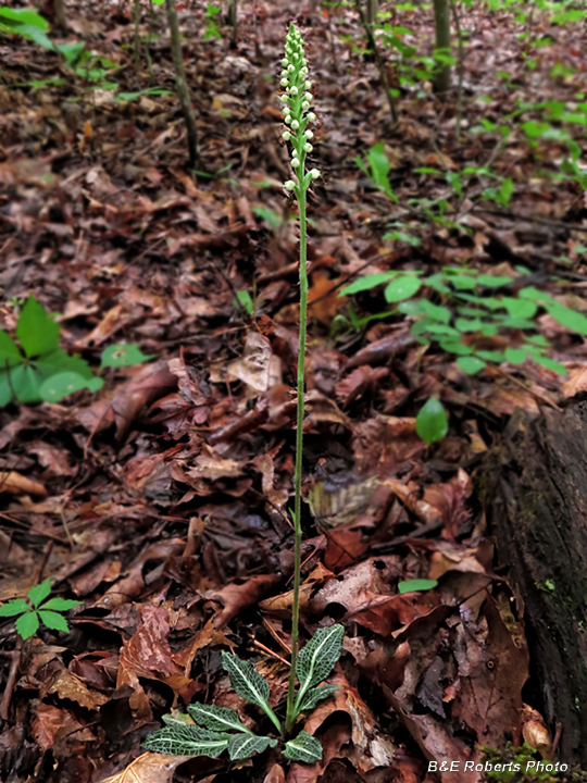 Rattlesnake_Orchid