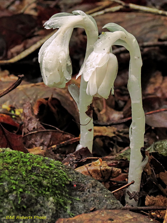 Indian_Pipe