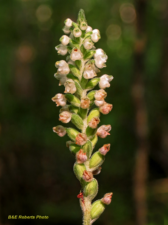 Downy_Rattlesnake_Plantain