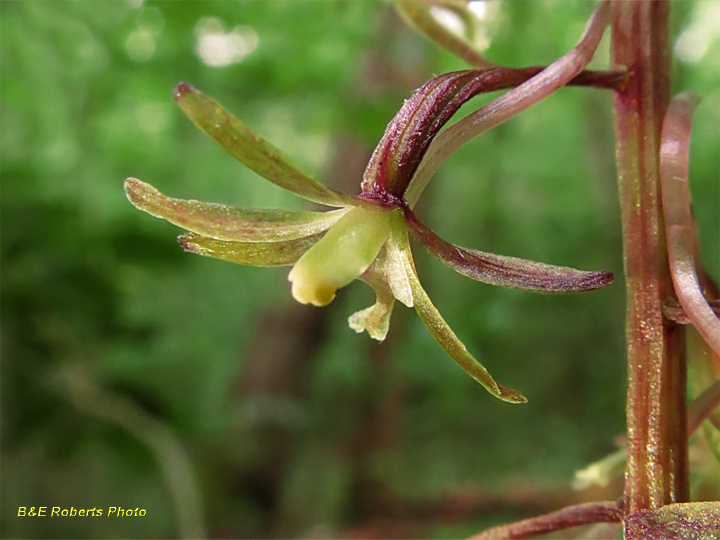 Cranefly_Orchid