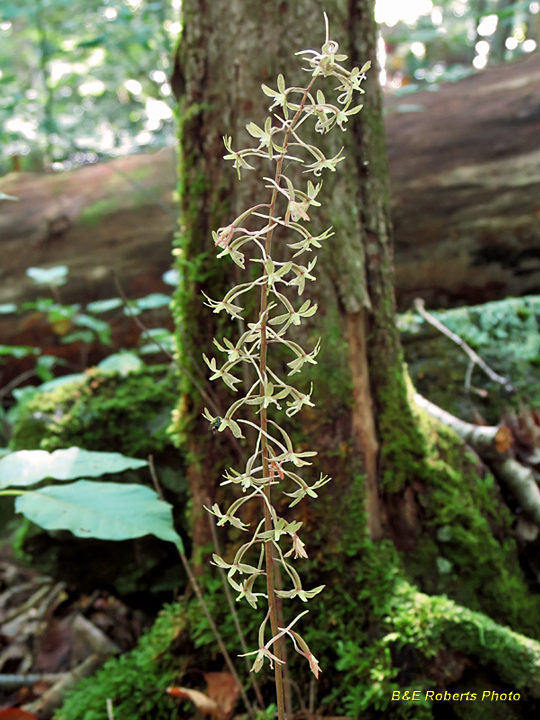 Cranefly_Orchid