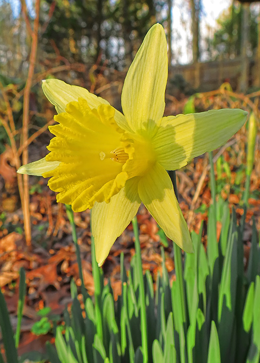 January-daffodils