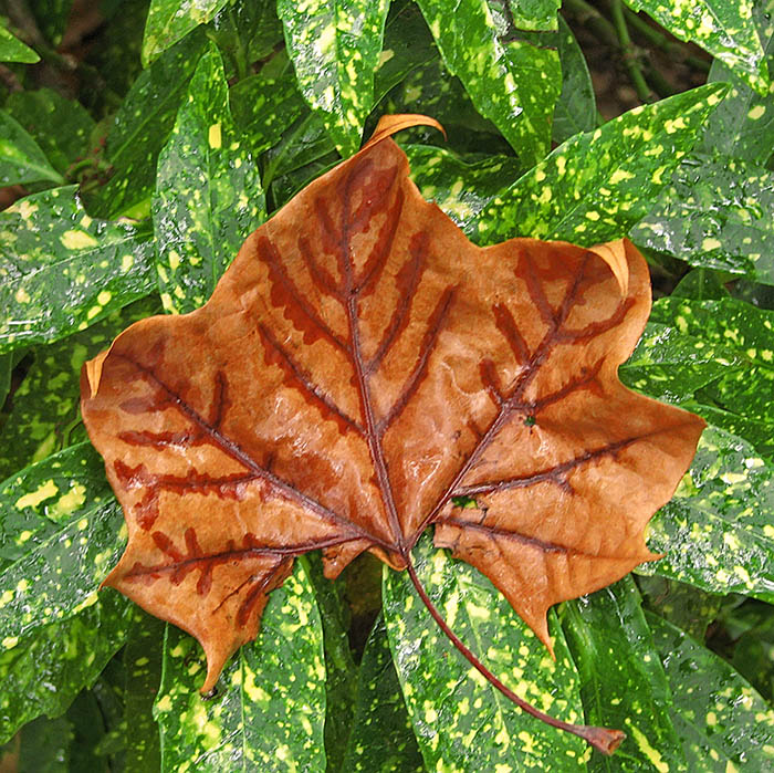 Fall-leaf