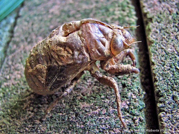 Cicada-exoskeleton