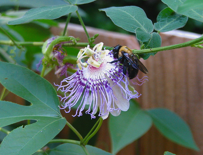 Bee-Passion_flower