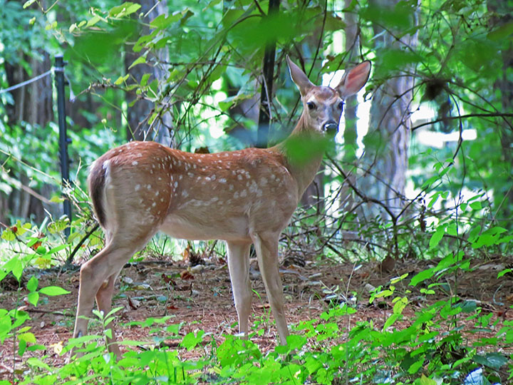 Fawn