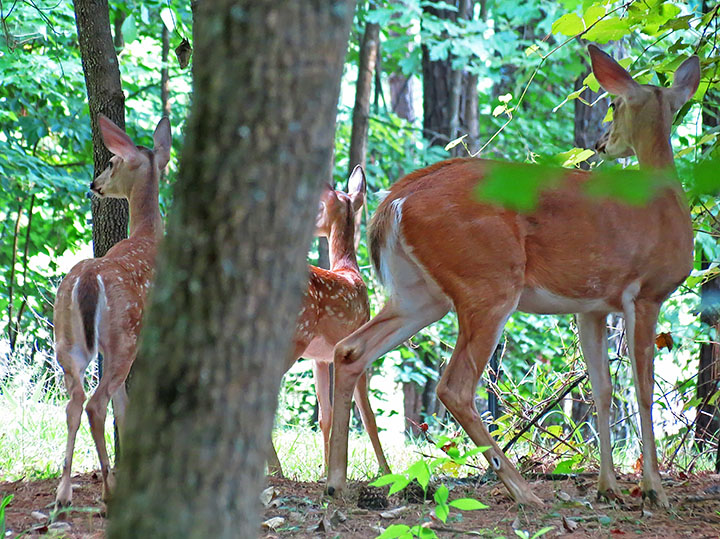 Doe-two-fawns