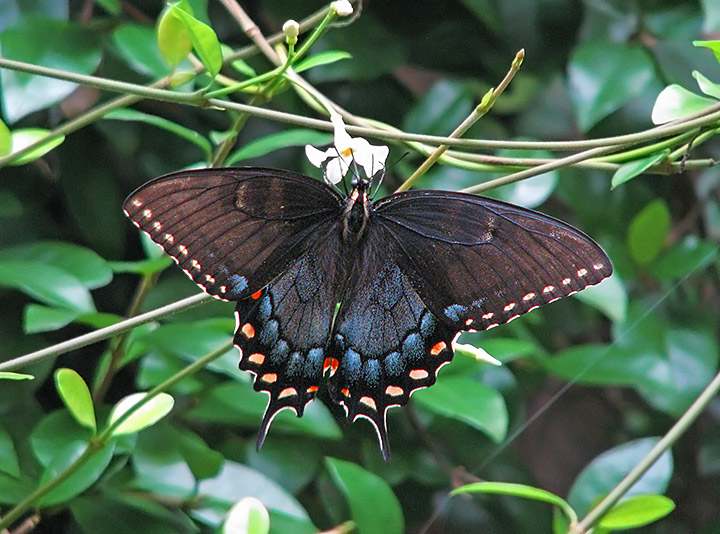 Black_Swallowtail