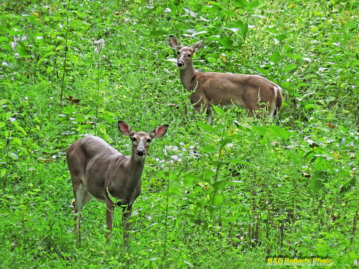 Two_deer
