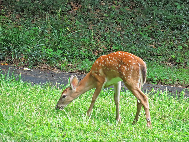 Fawn