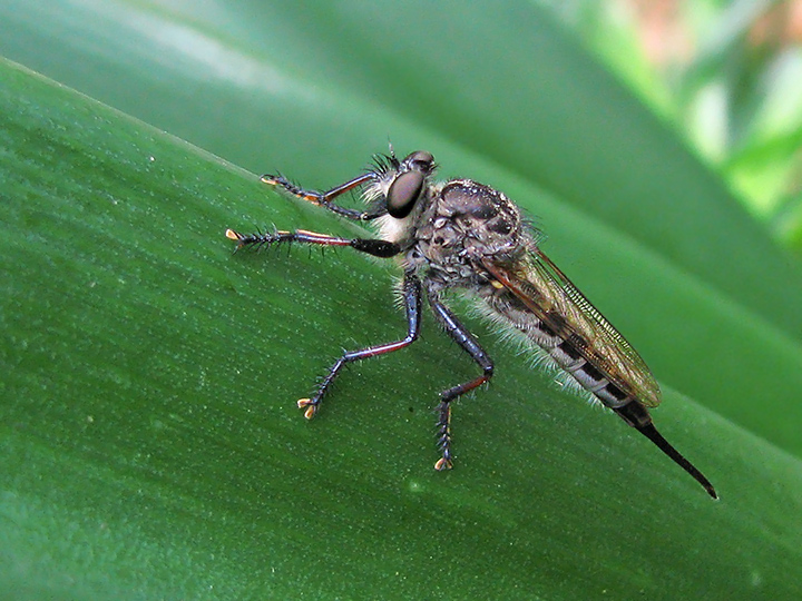 Robber_Fly