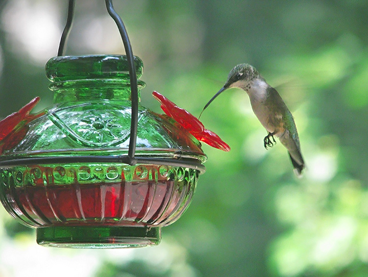 Hummingbird_nectar