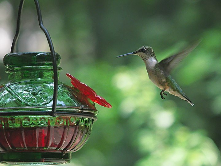 Hummingbird_hovering