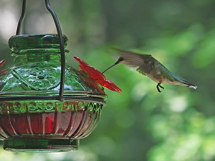 Hummingbird_feeding