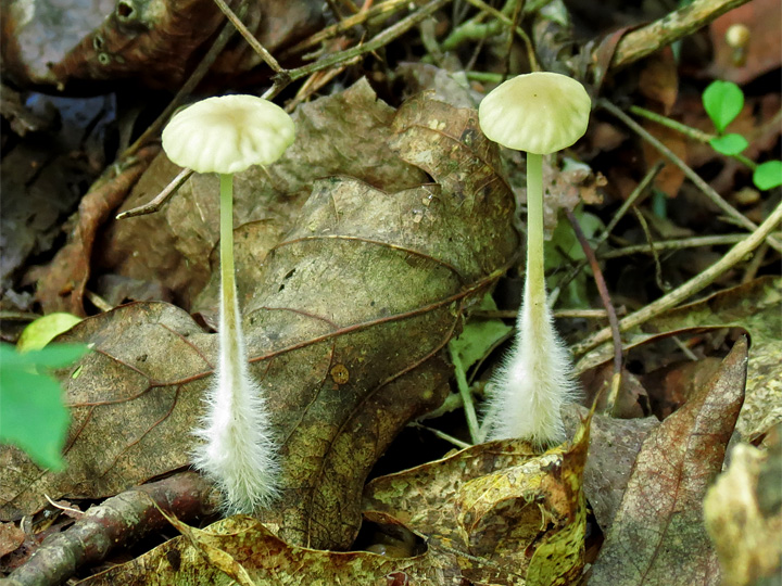 Fuzzy_Mushrooms