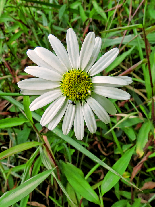 Ox-eye_Daisy