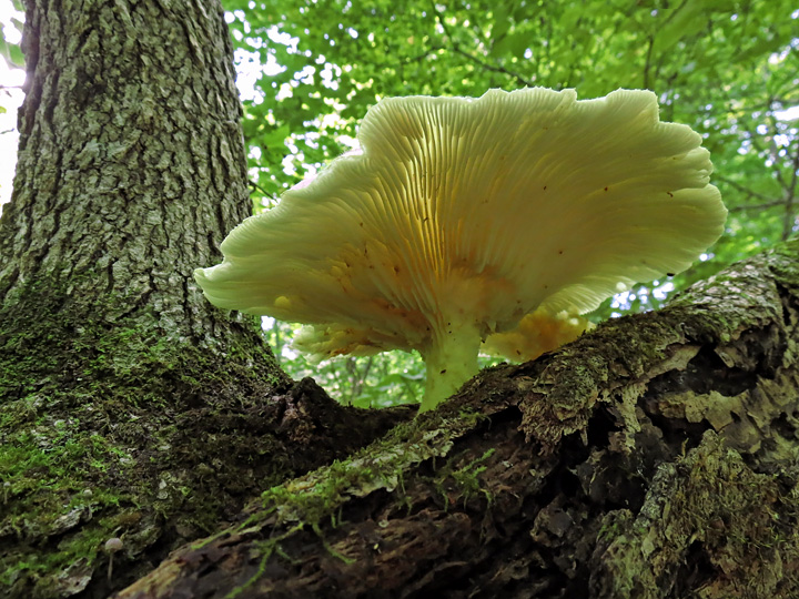 Mushroom_in_tree