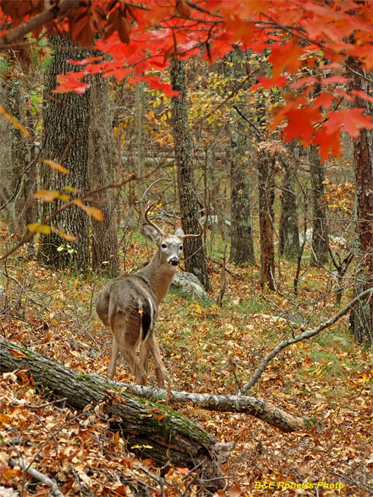 Deer_Buck