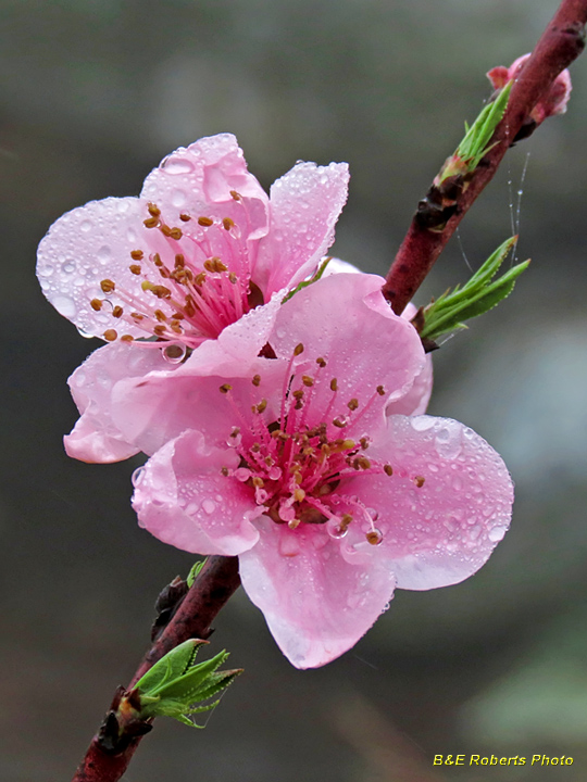 Peach_blossoms