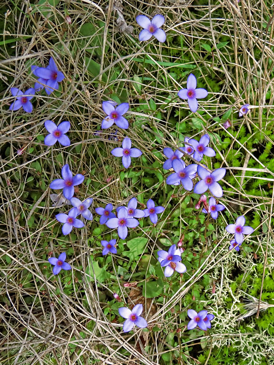 Bluets