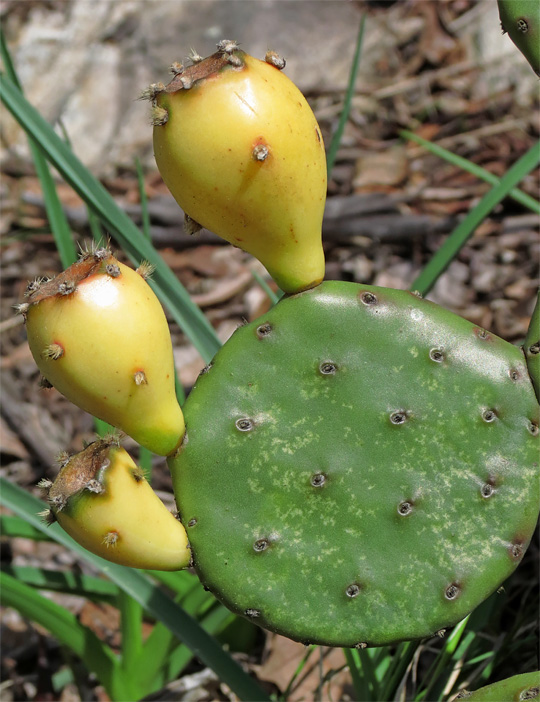 Cactus_buds