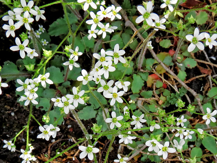 Saxifrage