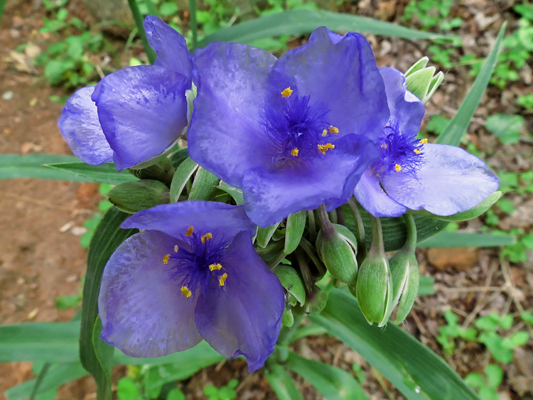 Spiderwort