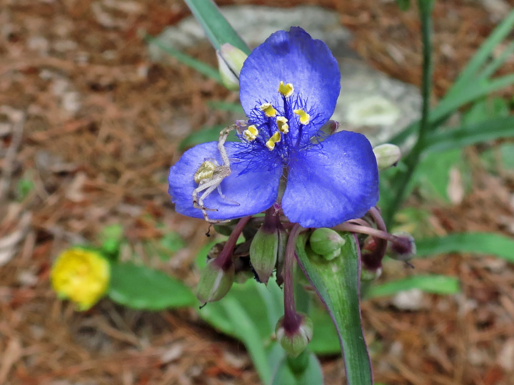 Crab_spider_on_Spiderwort