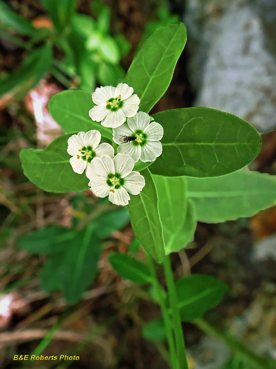 Flowering_Spurge