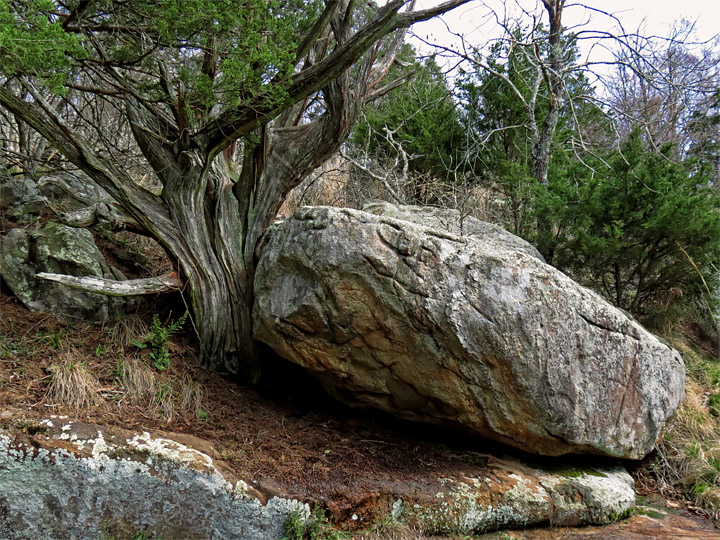 Cedar-Rocks