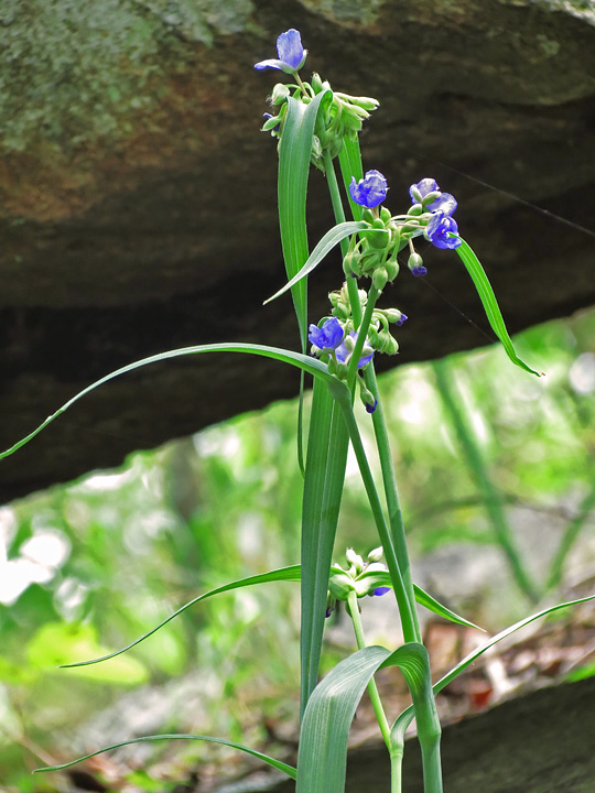 Spiderwort_Arch