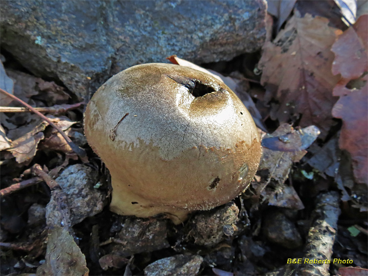 Lycoperdon_puffball