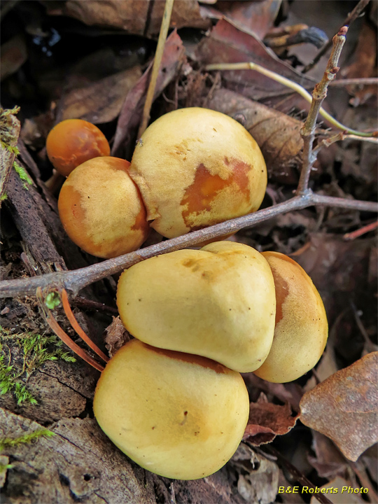 Hypholoma