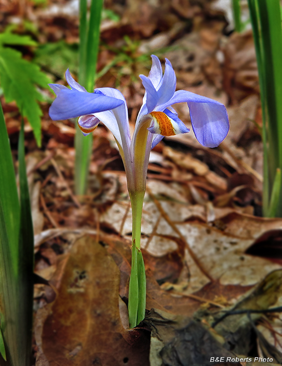 Dwarf_Iris