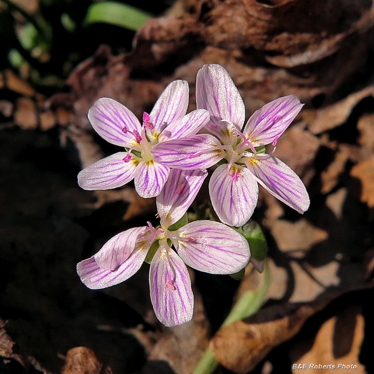 Spring_beauties