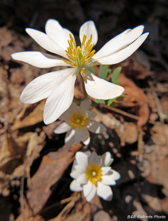 Bloodroot