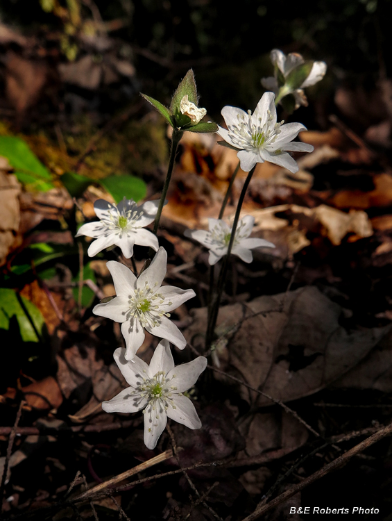 Hepatica