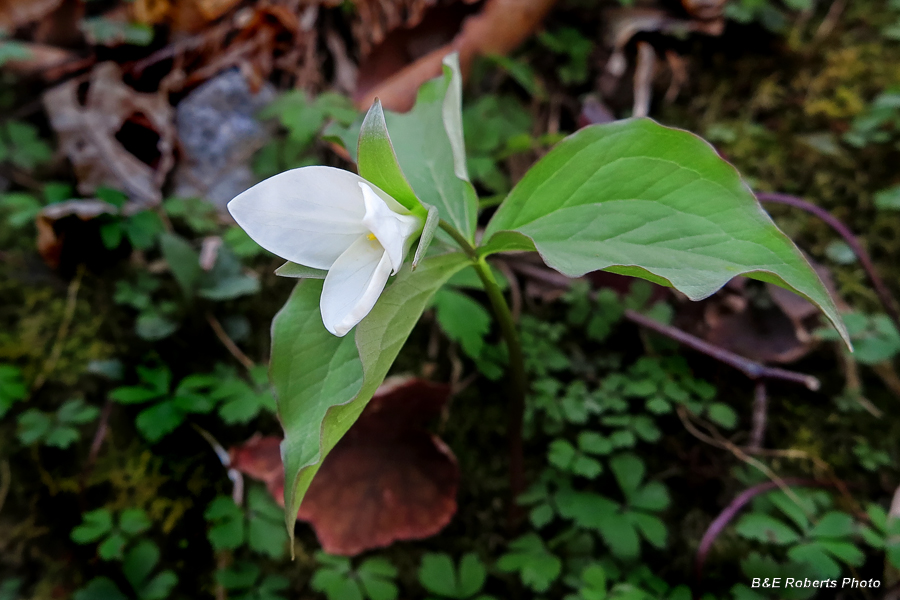 Trillium_grandiflorum