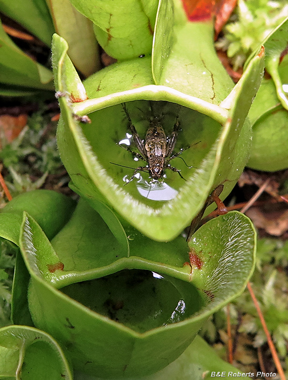 Insect_in_pitcher