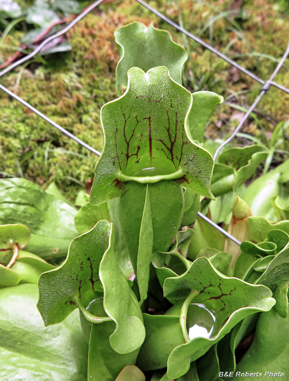 Pitcher_Plants