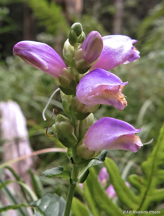 Chelone_cuthbertii