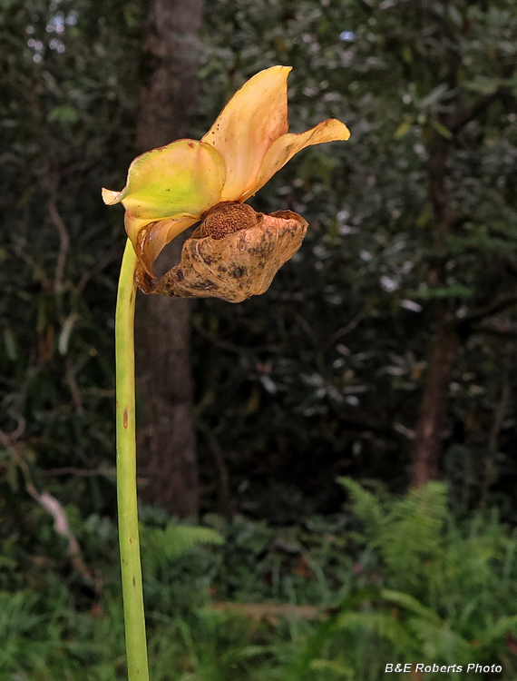 Seed_head