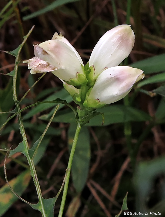 White_Turtlehead