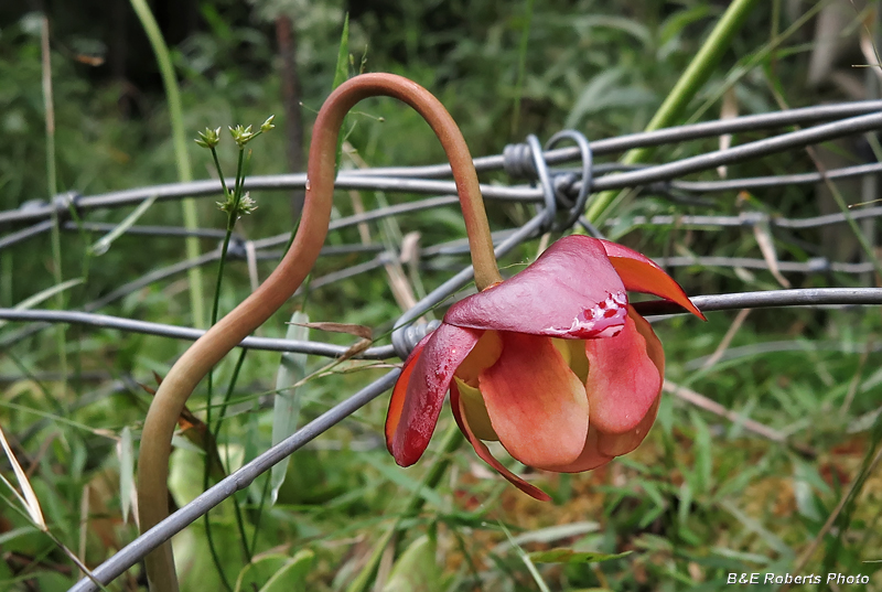 Pitcher_flower